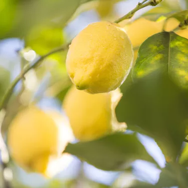 italian-lemon-tree-origins Italian lemon tree